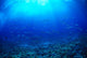 Hawaii, Mackerel Scad, Opelu School In Blue Ocean A84B Wall Mural