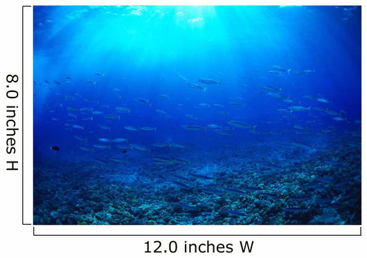 Hawaii, Mackerel Scad, Opelu School In Blue Ocean A84B Wall Mural