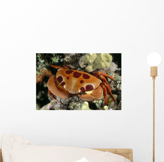 Hawaii, Close-Up Seven-Eleven Crab Top View On Coral A89A Wall Mural