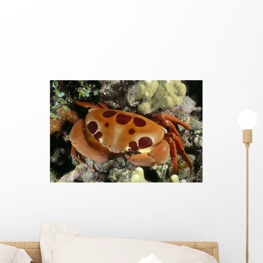 Hawaii, Close-Up Seven-Eleven Crab Top View On Coral A89A Wall Mural