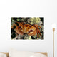 Hawaii, Close-Up Seven-Eleven Crab Top View On Coral A89A Wall Mural