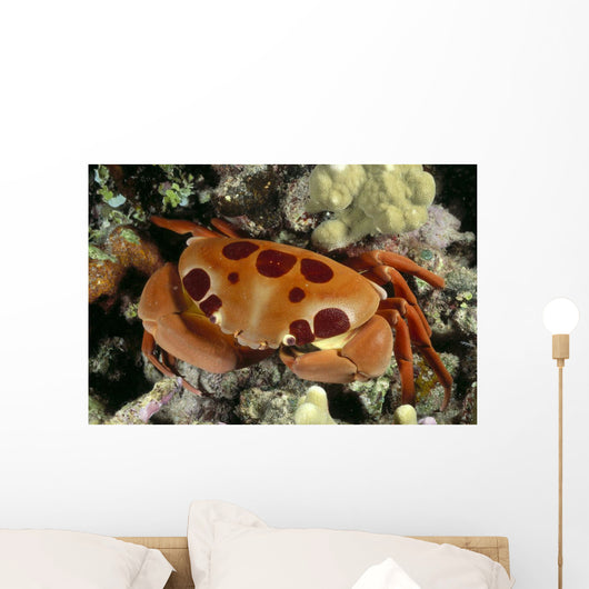Hawaii, Close-Up Seven-Eleven Crab Top View On Coral A89A Wall Mural