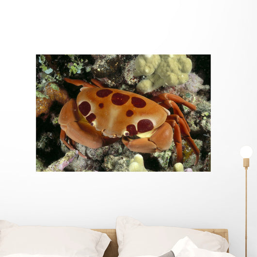 Hawaii, Close-Up Seven-Eleven Crab Top View On Coral A89A Wall Mural