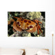 Hawaii, Close-Up Seven-Eleven Crab Top View On Coral A89A Wall Mural
