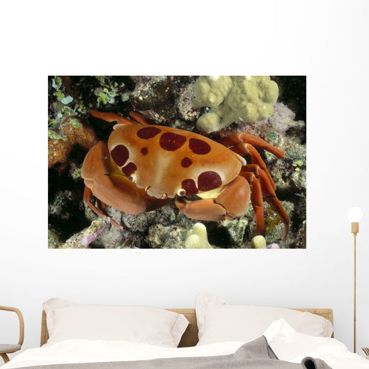 Hawaii, Close-Up Seven-Eleven Crab Top View On Coral A89A Wall Mural