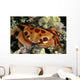 Hawaii, Close-Up Seven-Eleven Crab Top View On Coral A89A Wall Mural