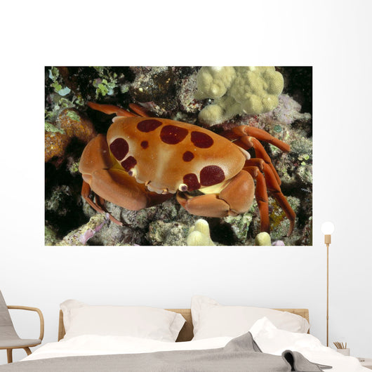Hawaii, Close-Up Seven-Eleven Crab Top View On Coral A89A Wall Mural
