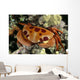 Hawaii, Close-Up Seven-Eleven Crab Top View On Coral A89A Wall Mural