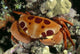 Hawaii, Close-Up Seven-Eleven Crab Top View On Coral A89A Wall Mural