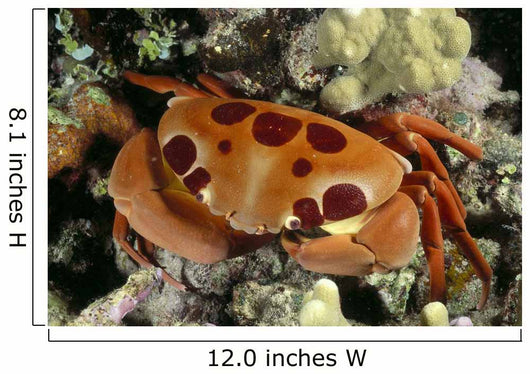 Hawaii, Close-Up Seven-Eleven Crab Top View On Coral A89A Wall Mural