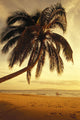 Palm Tree Foreground Wall Mural