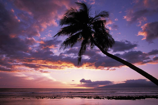 Purple Sunset With Lanai In Distance And Palm Silhouette Wall Mural
