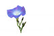 Blaue Blume Wicke