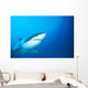 Australia, Great White Shark White Pointer Portrait B2016 Wall Mural