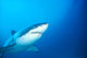 Australia, Great White Shark White Pointer Portrait B2016 Wall Mural