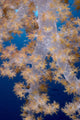 Fiji, Lau Islands, Tree Coral B1953 Wall Mural