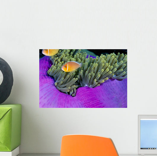 Palau, Anemonefish In Pink Anemone B1952 Wall Mural