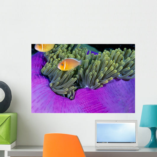 Palau, Anemonefish In Pink Anemone B1952 Wall Mural