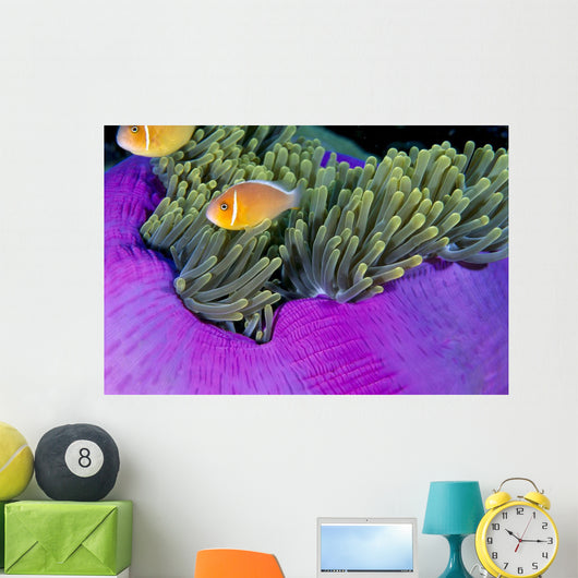 Palau, Anemonefish In Pink Anemone B1952 Wall Mural