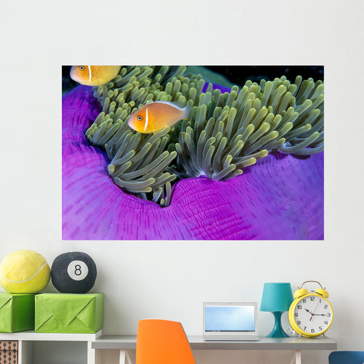 Palau, Anemonefish In Pink Anemone B1952 Wall Mural