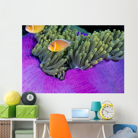 Palau, Anemonefish In Pink Anemone B1952 Wall Mural