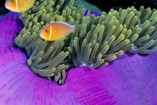 Palau, Anemonefish In Pink Anemone B1952 Wall Mural