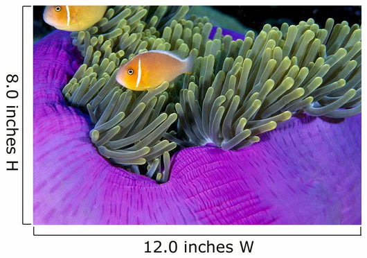 Palau, Anemonefish In Pink Anemone B1952 Wall Mural