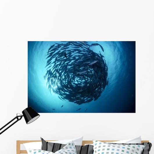 Malaysia, Borneo, Sipadan Island, Schooling Bigeye Trevally B1950 Wall Mural