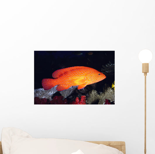 Fiji, Coral Rock Cod B1948 Wall Mural
