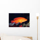 Fiji, Coral Rock Cod B1948 Wall Mural