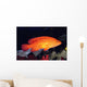 Fiji, Coral Rock Cod B1948 Wall Mural