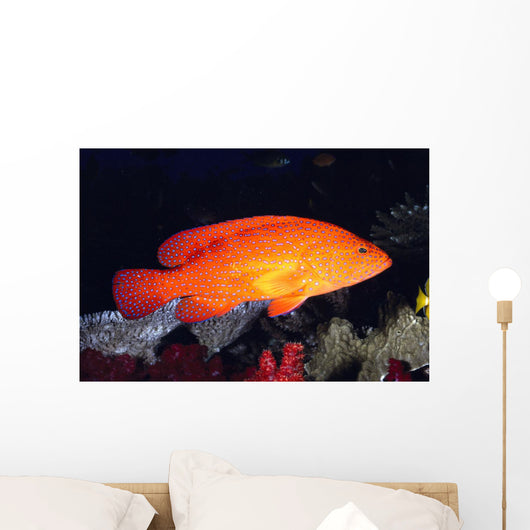 Fiji, Coral Rock Cod B1948 Wall Mural