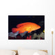 Fiji, Coral Rock Cod B1948 Wall Mural