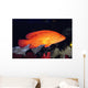 Fiji, Coral Rock Cod B1948 Wall Mural
