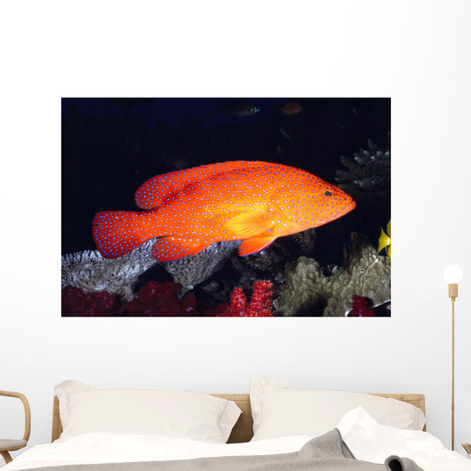 Fiji, Coral Rock Cod B1948 Wall Mural