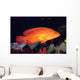 Fiji, Coral Rock Cod B1948 Wall Mural
