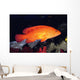 Fiji, Coral Rock Cod B1948 Wall Mural