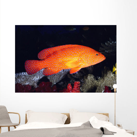 Fiji, Coral Rock Cod B1948 Wall Mural