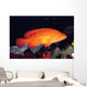 Fiji, Coral Rock Cod B1948 Wall Mural