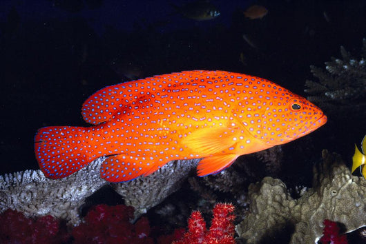 Fiji, Coral Rock Cod B1948 Wall Mural