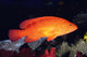 Fiji, Coral Rock Cod B1948 Wall Mural