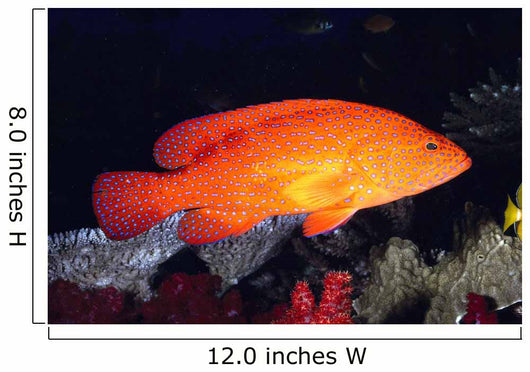 Fiji, Coral Rock Cod B1948 Wall Mural