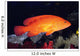 Fiji, Coral Rock Cod B1948 Wall Mural