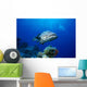 Australia, Great Barrier Reef, Potato Cod B1946 Wall Mural