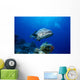 Australia, Great Barrier Reef, Potato Cod B1946 Wall Mural