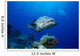 Australia, Great Barrier Reef, Potato Cod B1946 Wall Mural