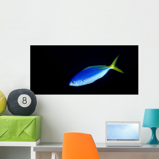 Soloman Islands, Fusilier Fish B1928 Wall Mural