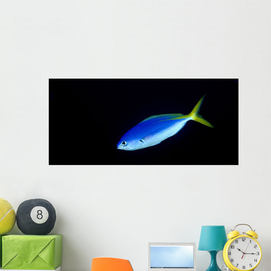 Soloman Islands, Fusilier Fish B1928 Wall Mural