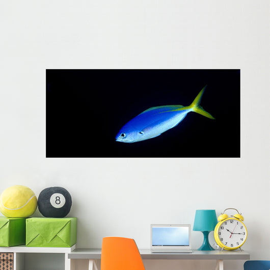 Soloman Islands, Fusilier Fish B1928 Wall Mural