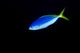 Soloman Islands, Fusilier Fish B1928 Wall Mural